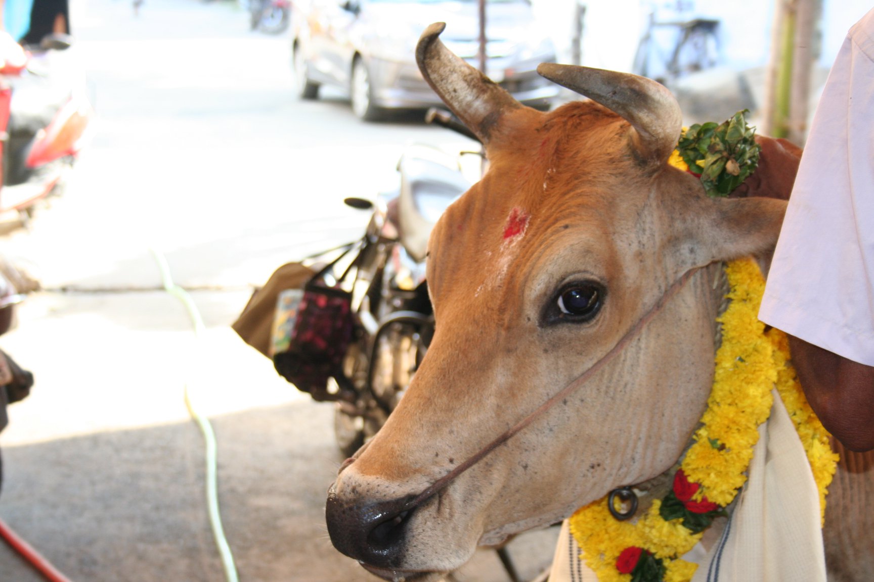 SreeMadam Sadguru Sri SadaSiva Brahmendral Aarathanai Function “Gho Pooja” 14-05-2019 Tuesda